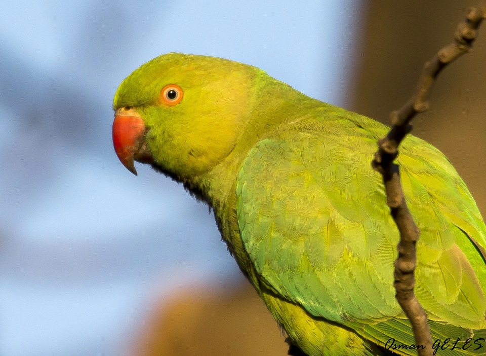 Rose-ringed Parakeet