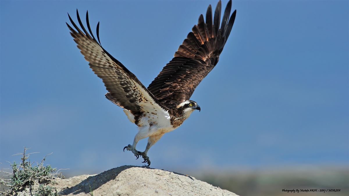 Osprey