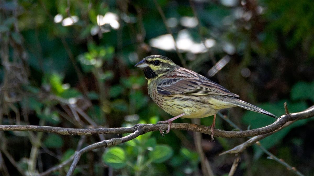 Cirl Bunting