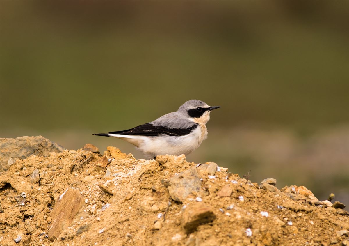 Northern Wheatear