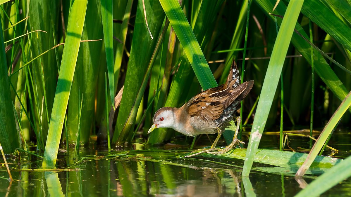 Little Crake