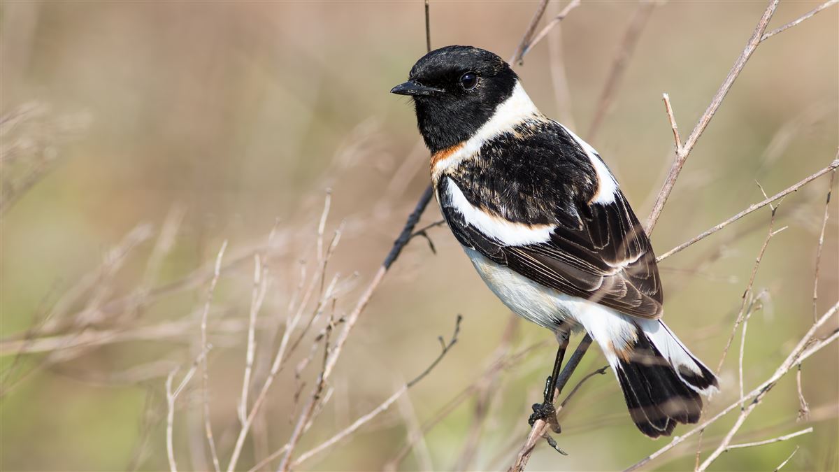 Siberian Stonechat