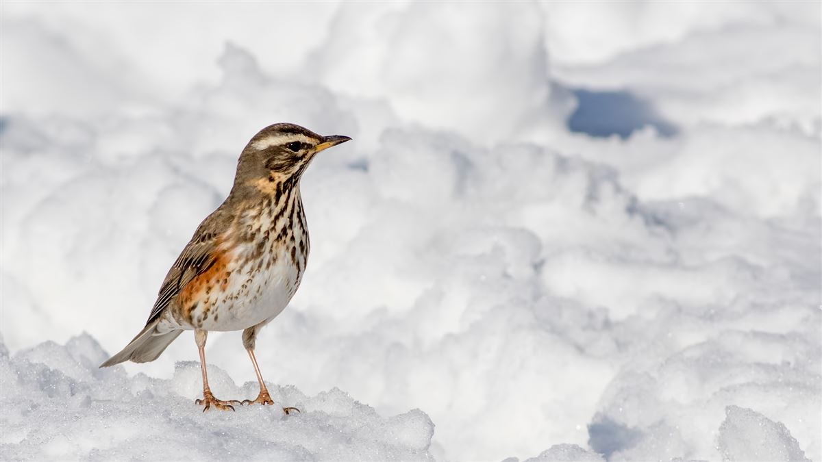Redwing
