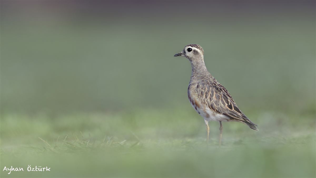 Eurasian Dotterel