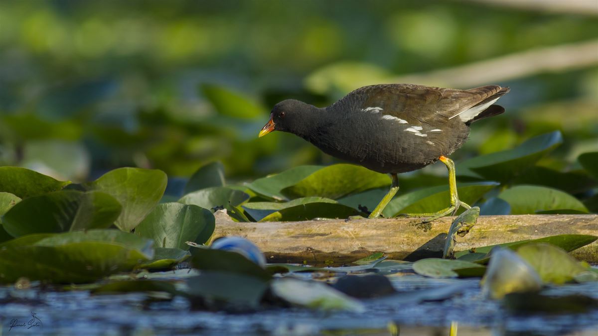 Common Moorhen