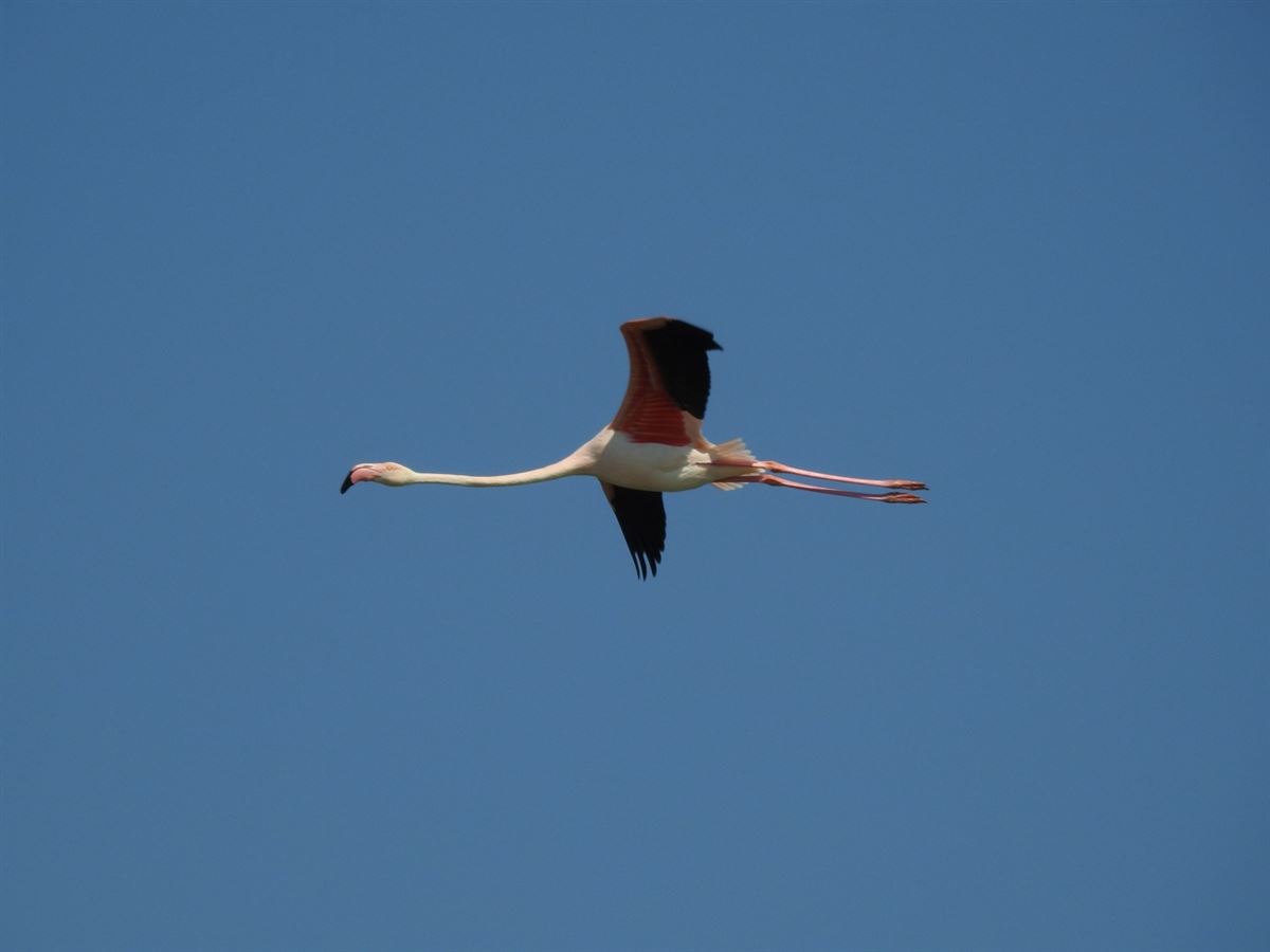 Flamingo