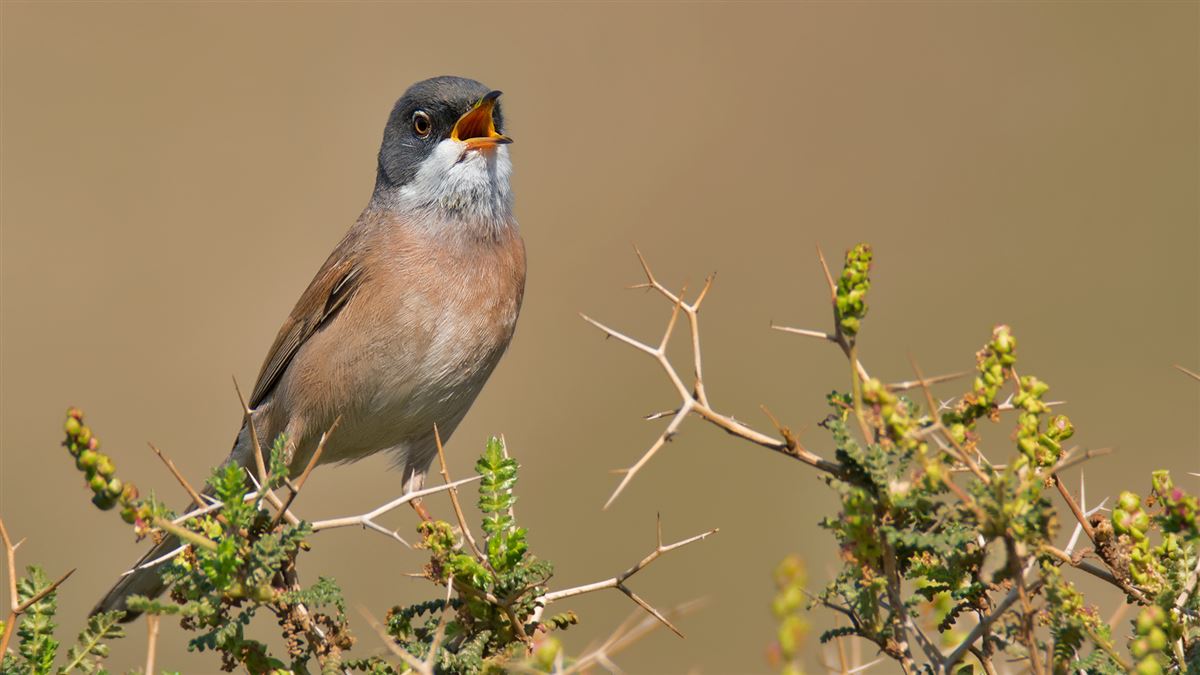 Spectacled Warbler