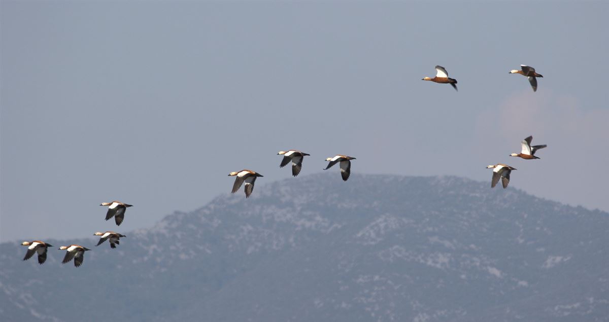Angıt