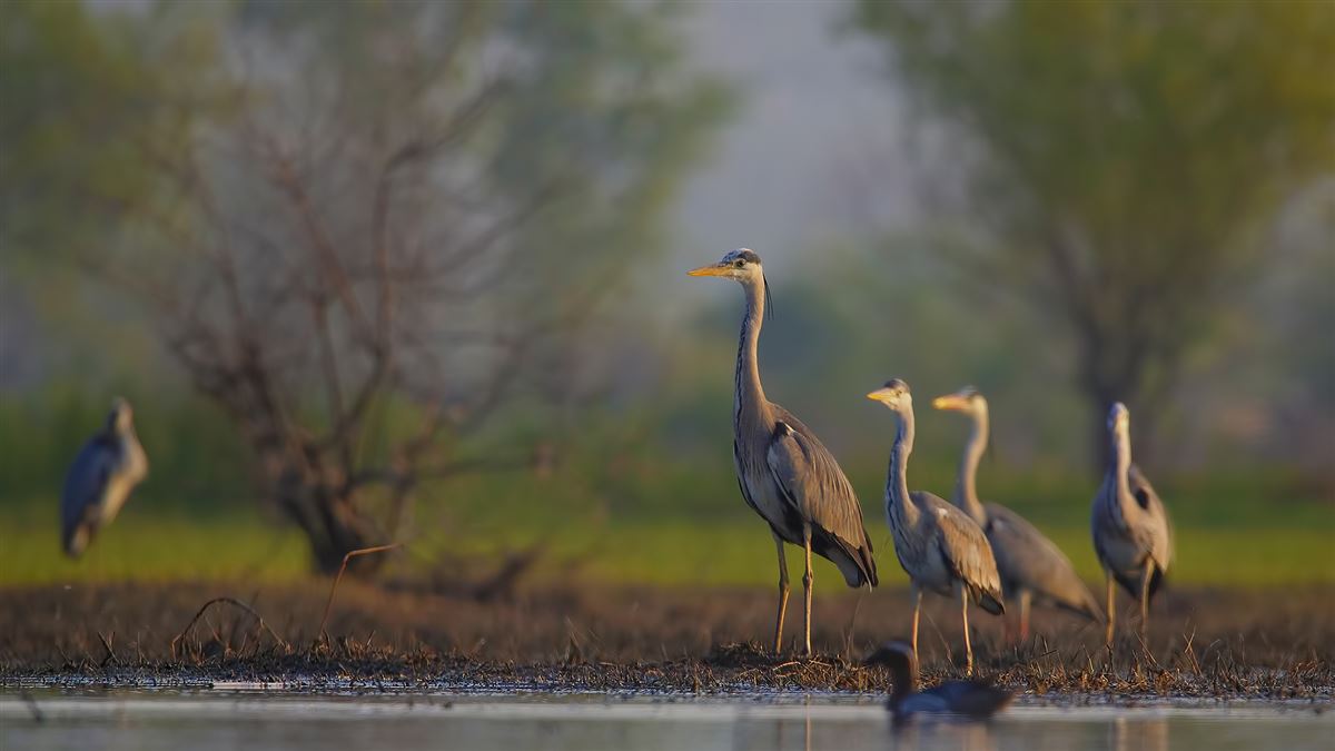 Grey Heron