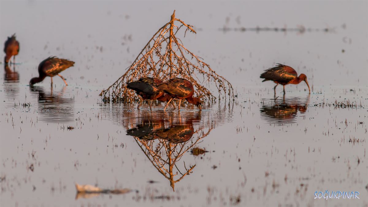 Glossy Ibis