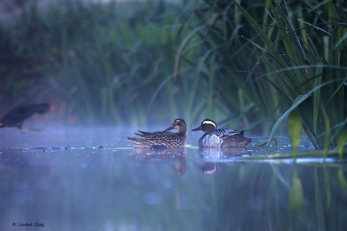 Garganey