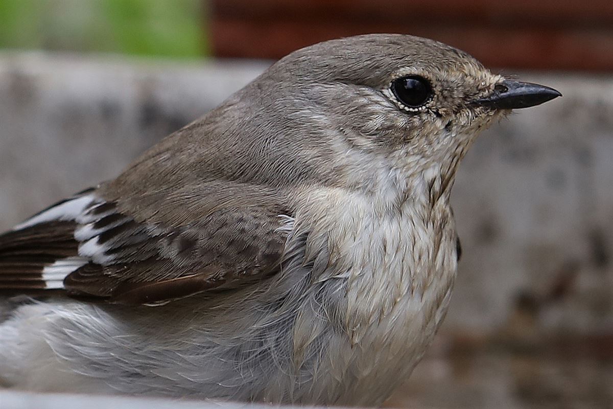 Semicollared Flycatcher