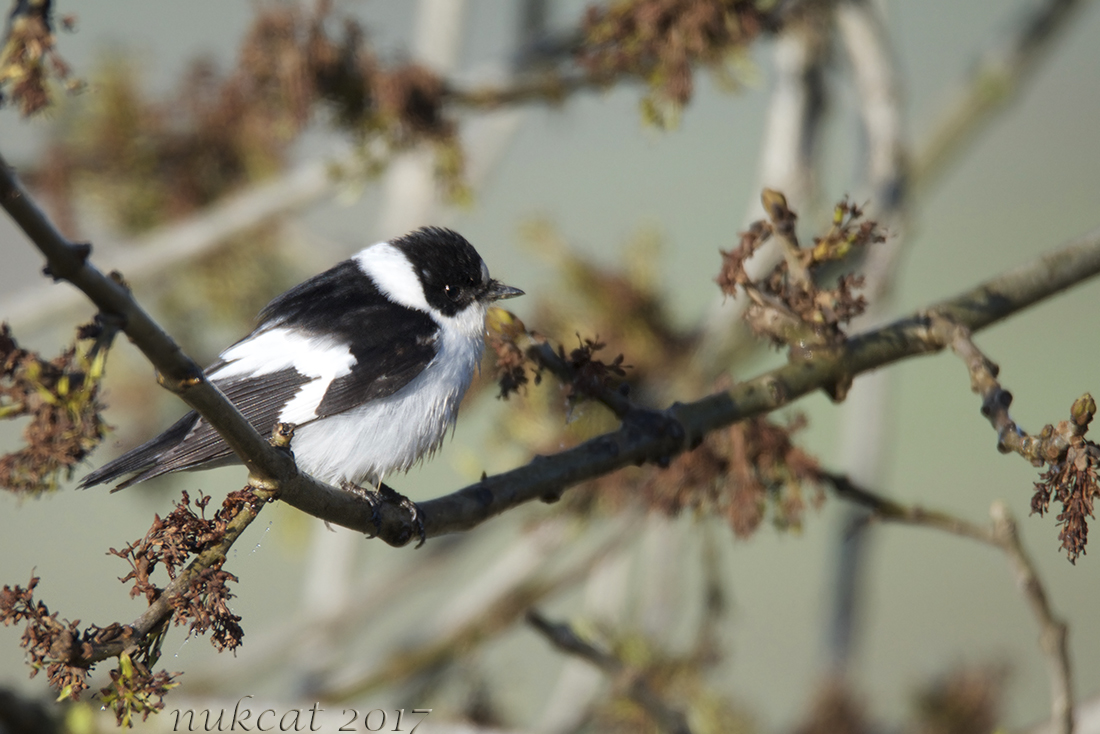 Collared Flycatcher