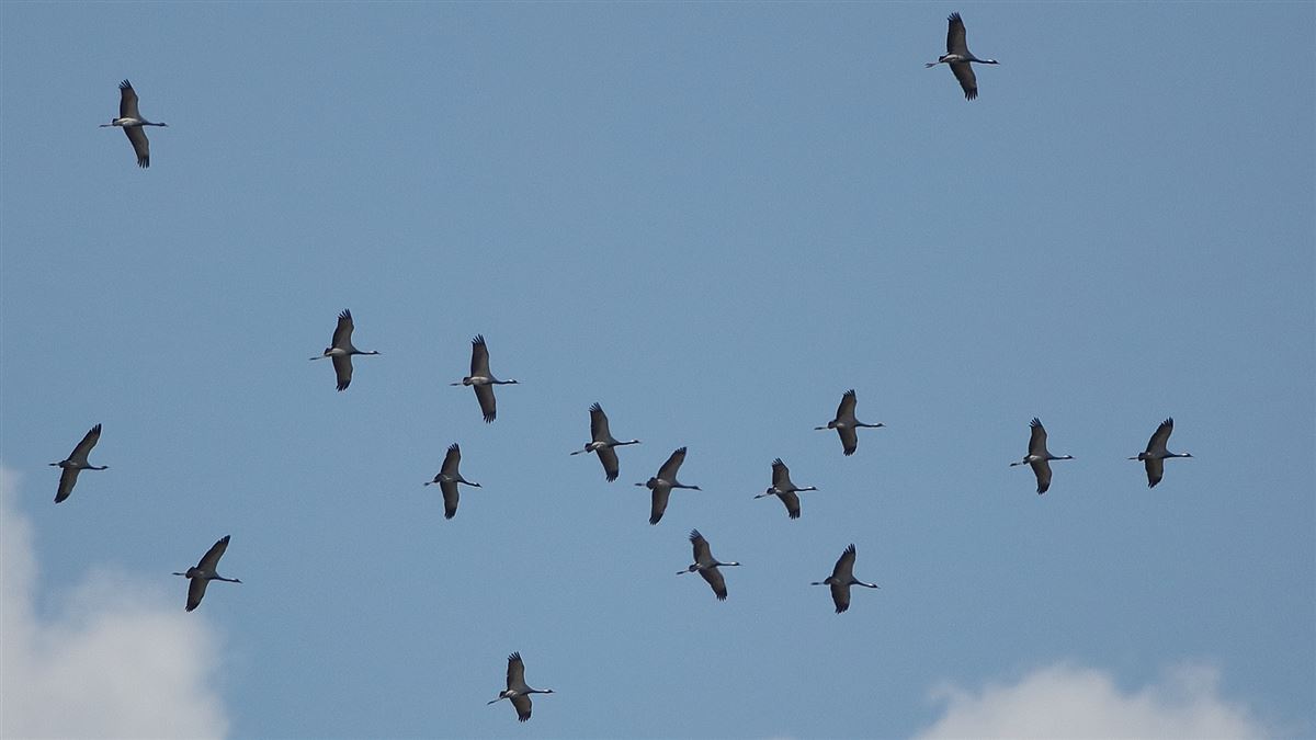 Demoiselle Crane