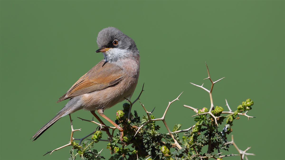 Spectacled Warbler