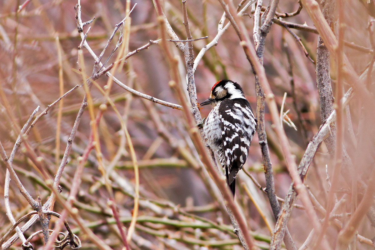 Lesser Spotted Woodpecker