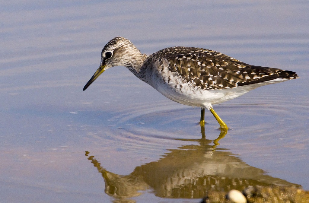Wood Sandpiper