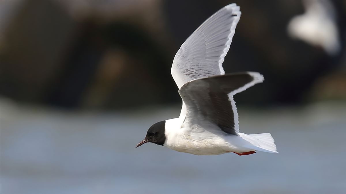 Little Gull