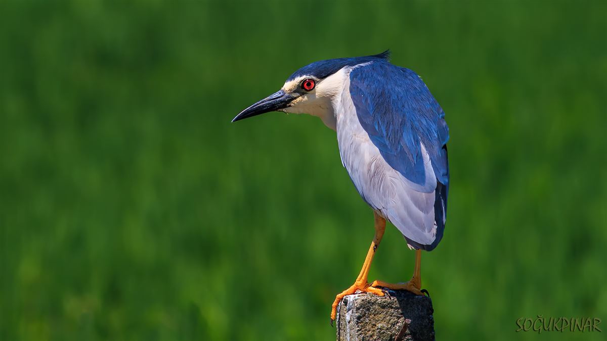 Black-crowned Night Heron