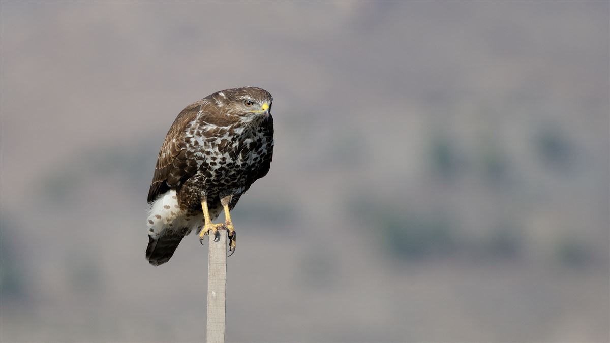 Common Buzzard
