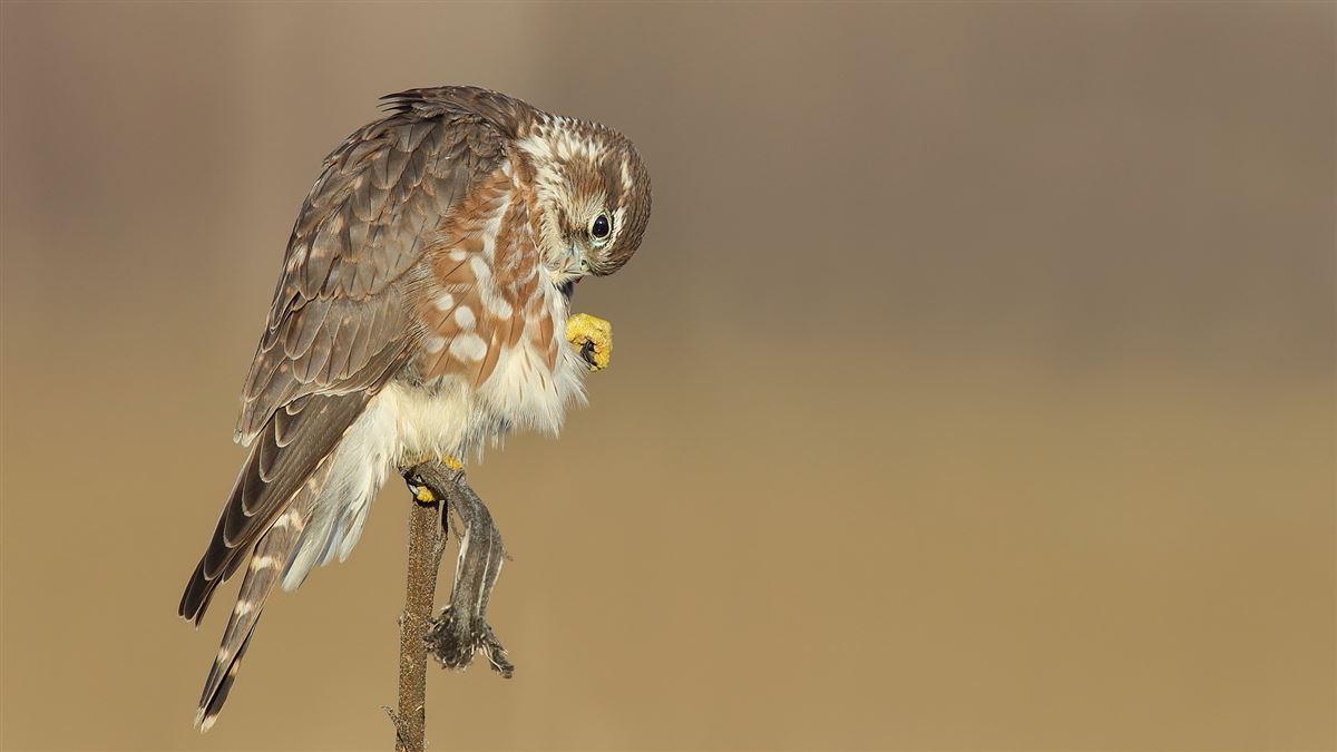 Merlin