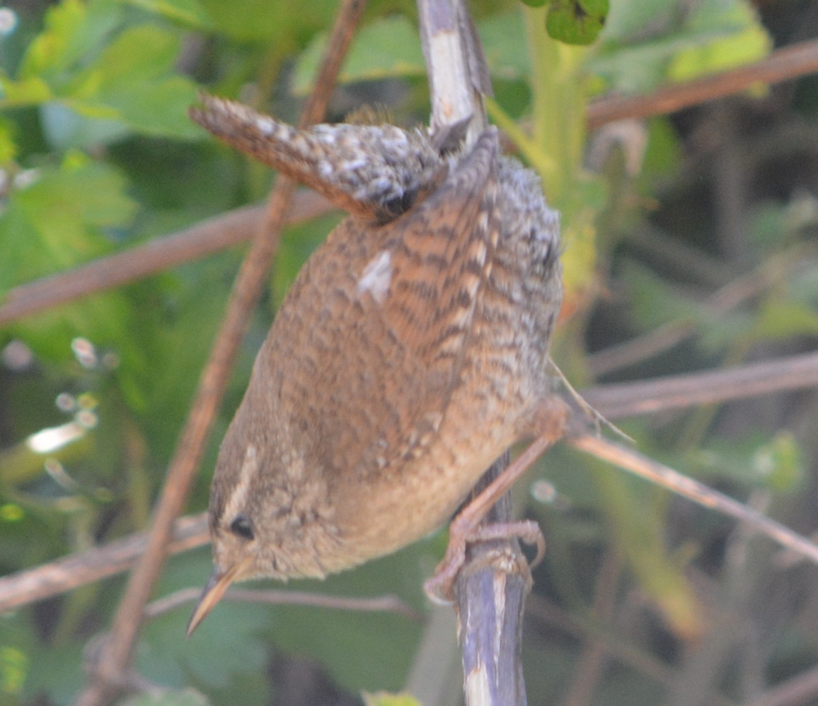 Eurasian Wren