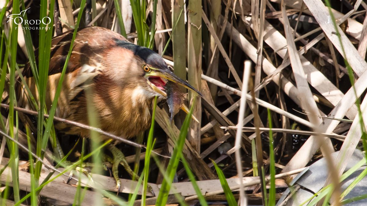 Little Bittern