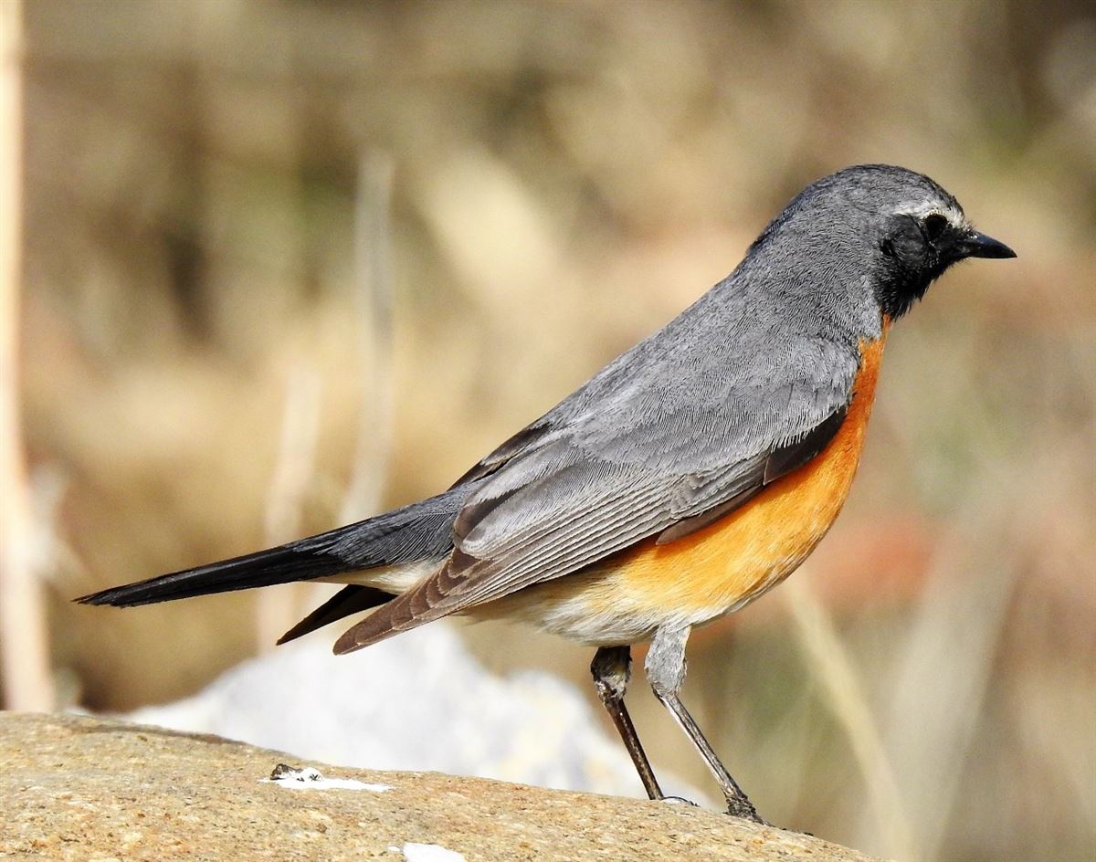 White-throated Robin