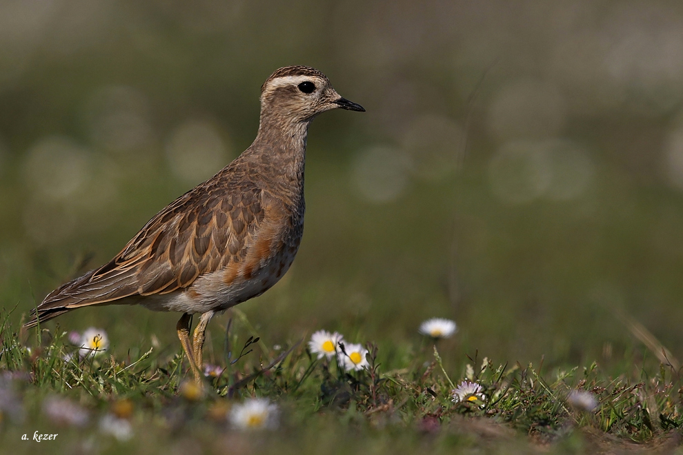 Eurasian Dotterel