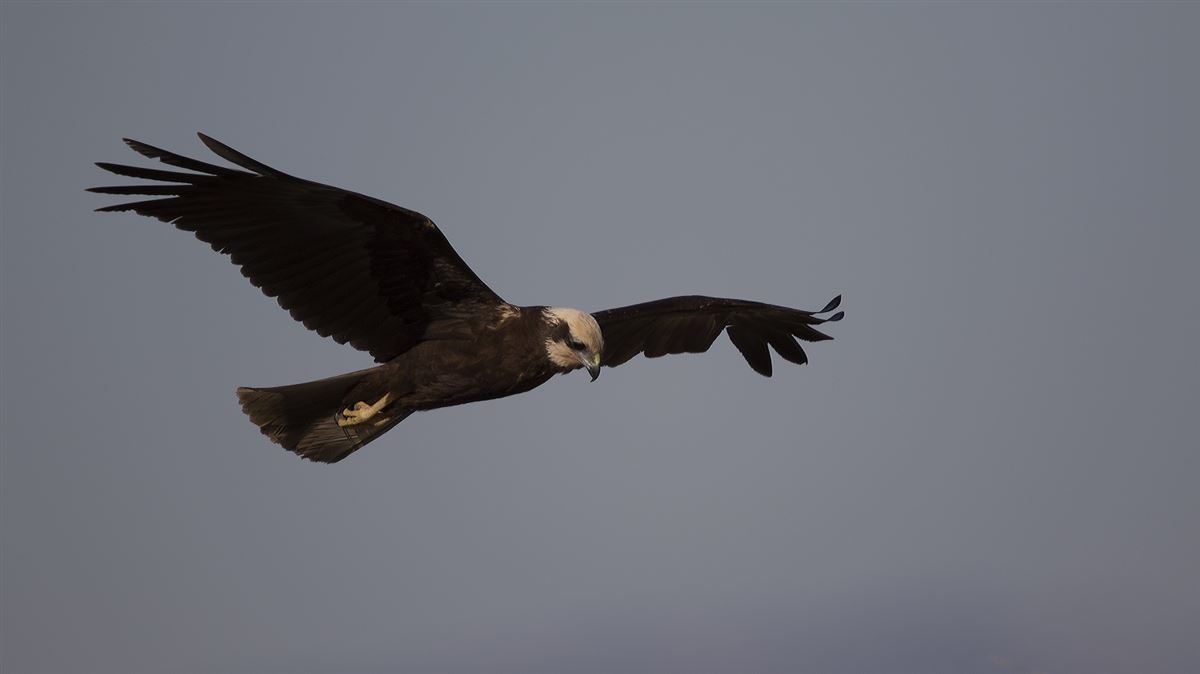 Western Marsh Harrier