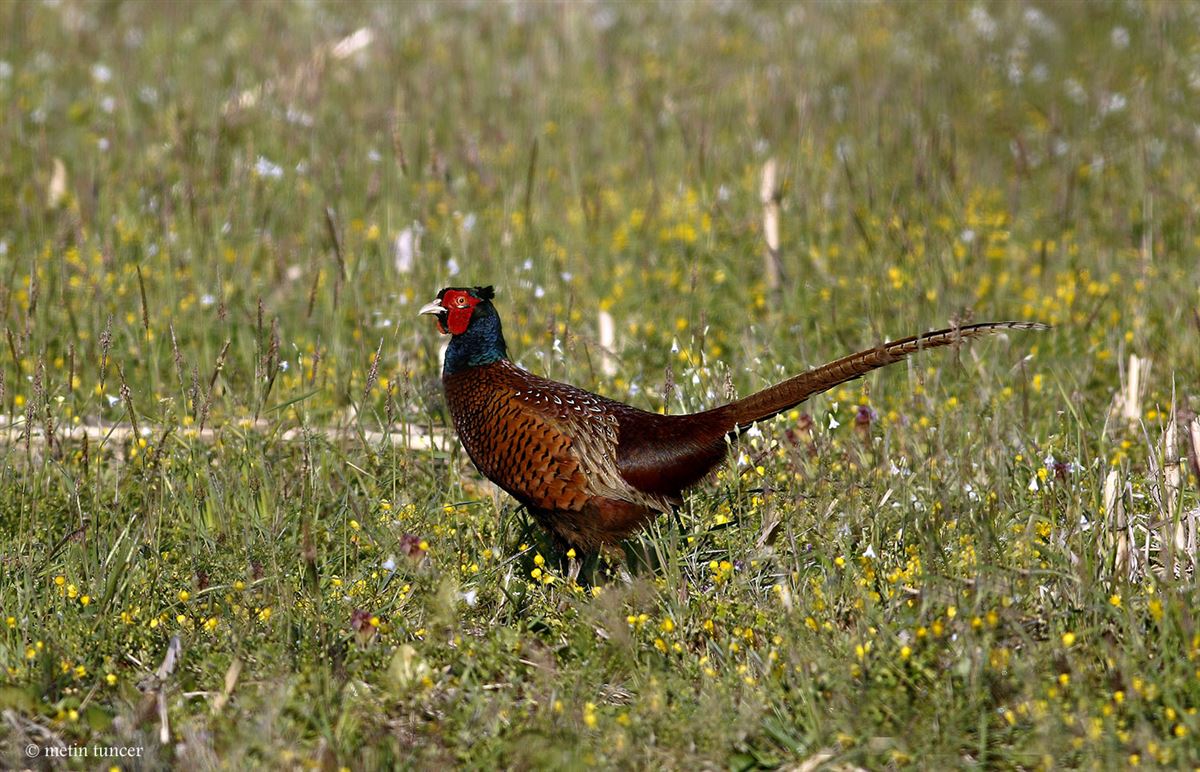 Common Pheasant