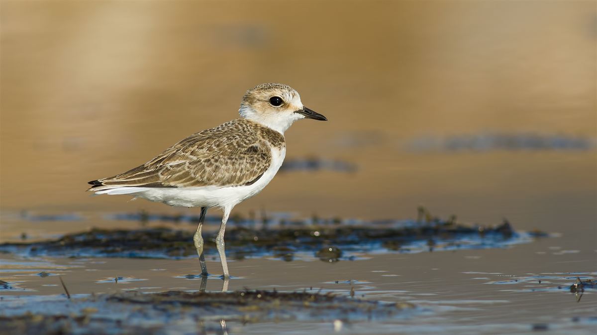Kentish Plover