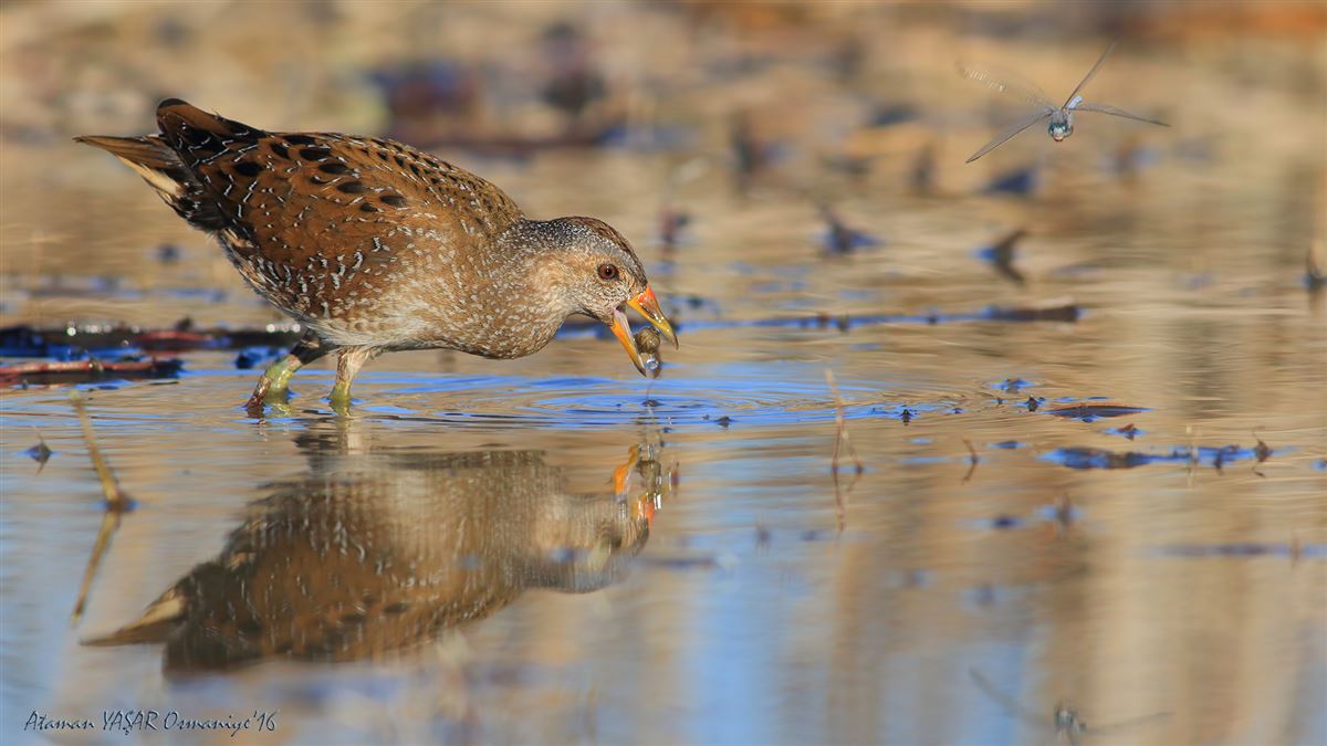 Spotted Crake