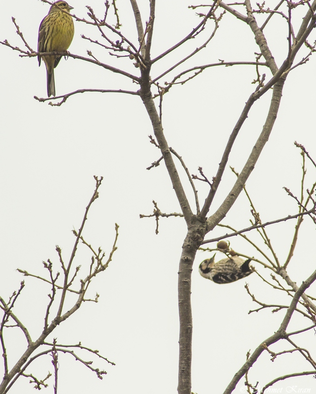 Lesser Spotted Woodpecker