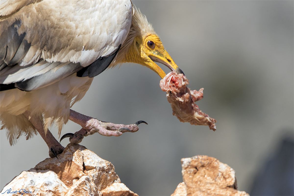 Egyptian Vulture