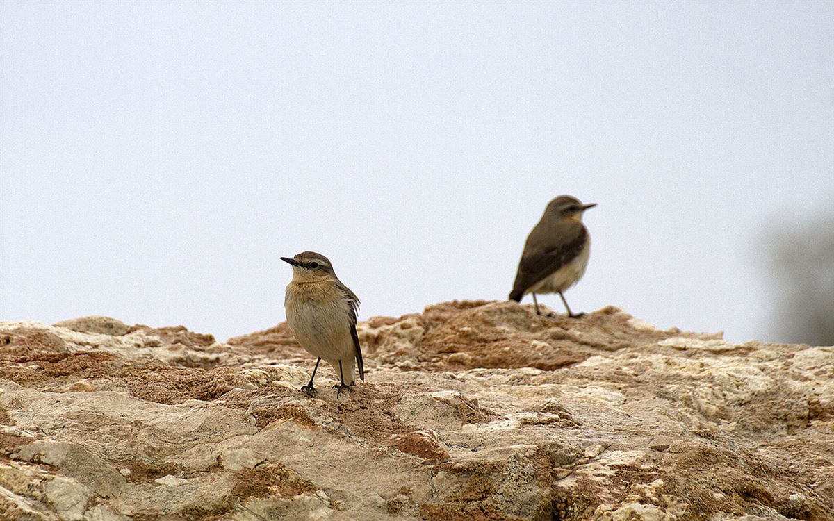 Northern Wheatear