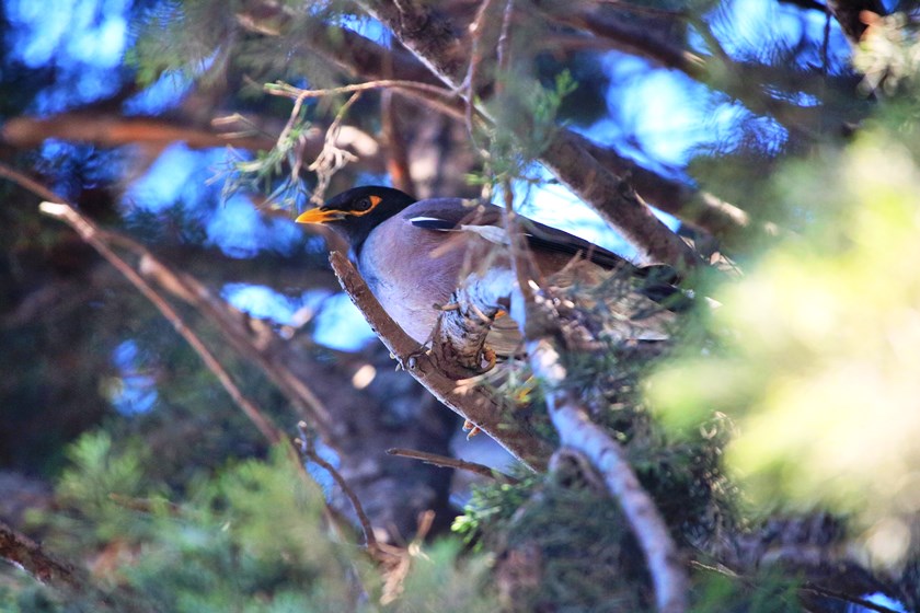 Common Myna