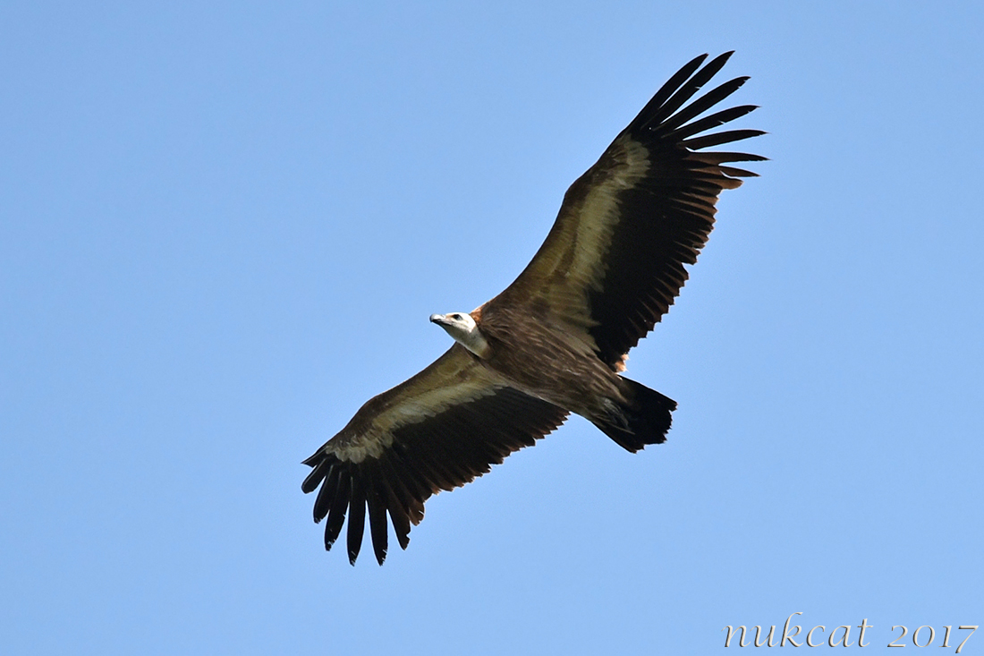 Griffon Vulture