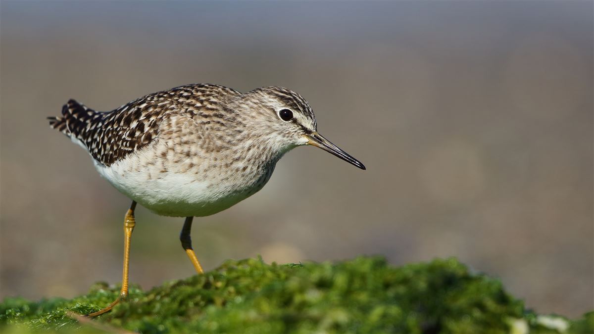 Wood Sandpiper