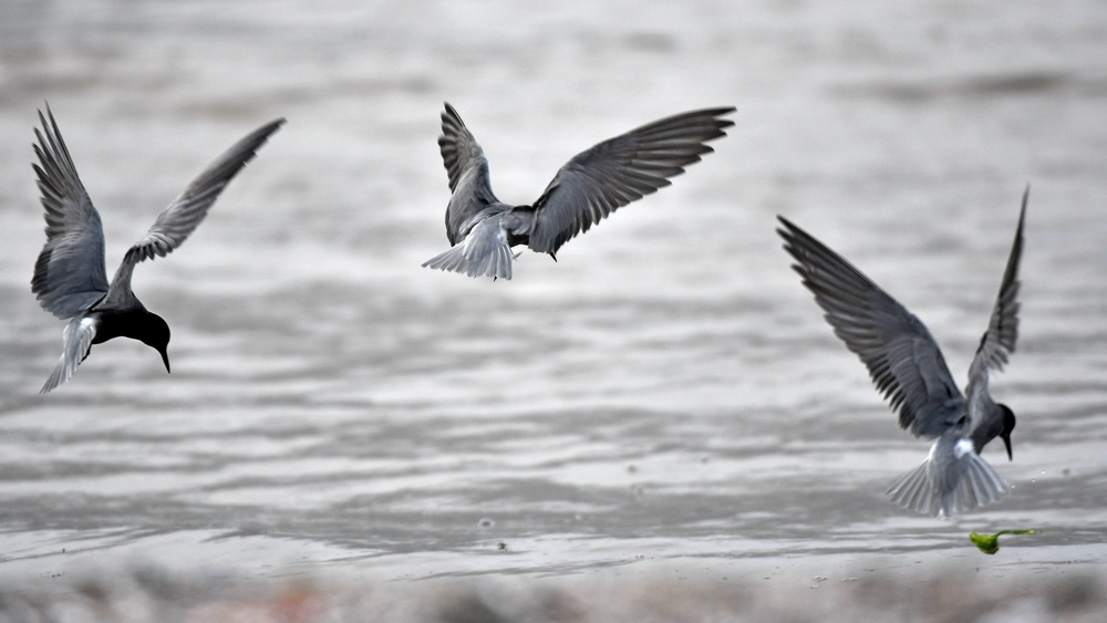Black Tern