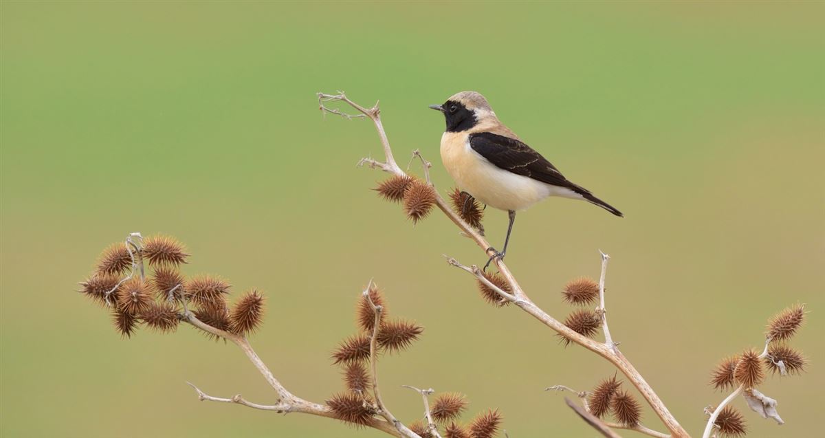 Black-eared Wheatear