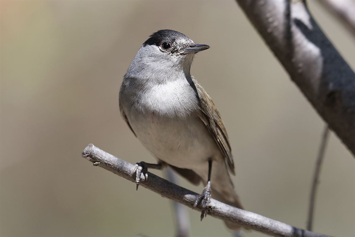 Eurasian Blackcap