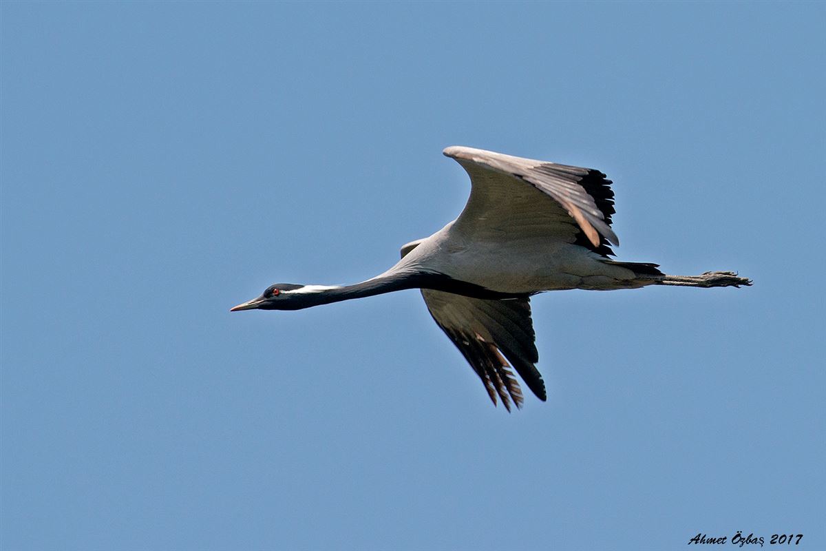 Demoiselle Crane