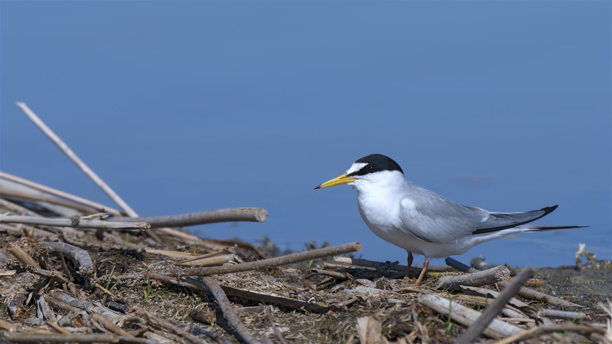 Little Tern