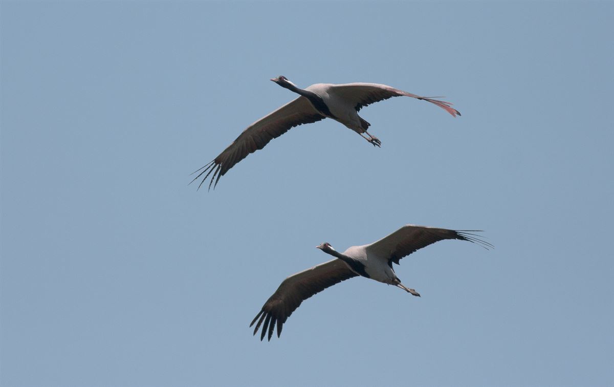 Demoiselle Crane