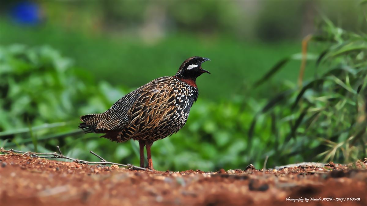 Black Francolin