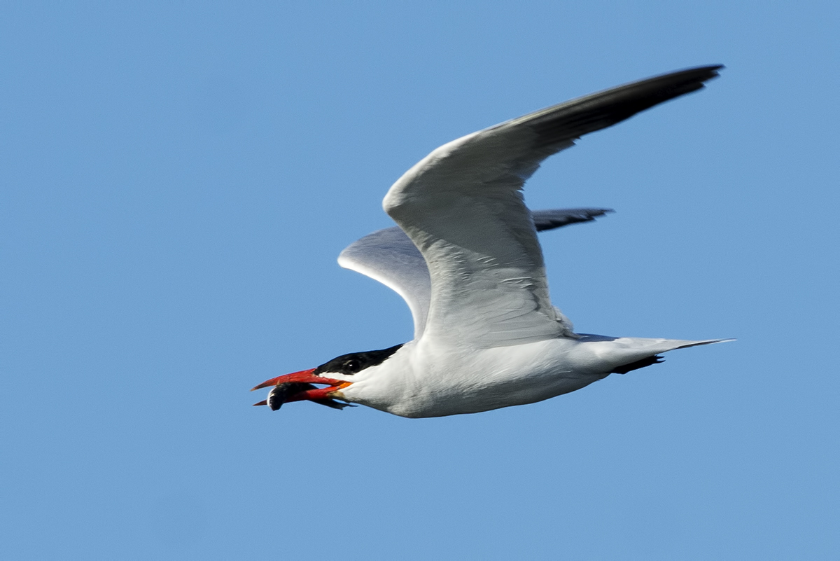 Caspian Tern
