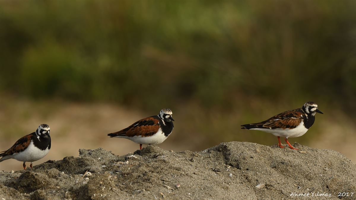 Ruddy Turnstone