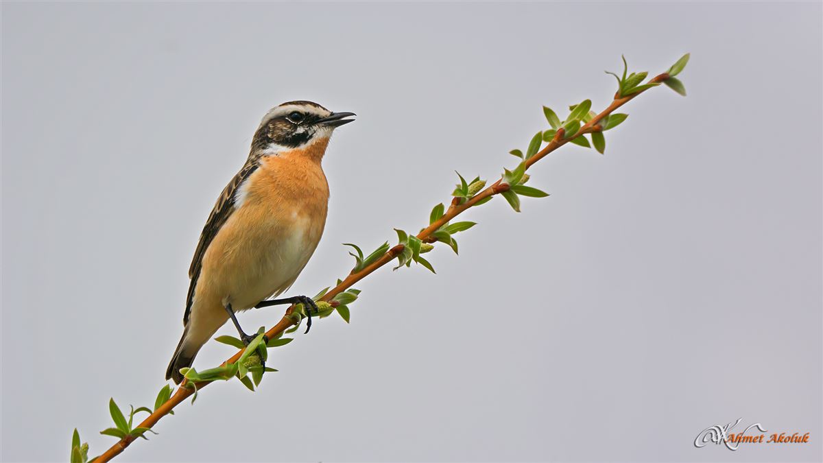 Whinchat