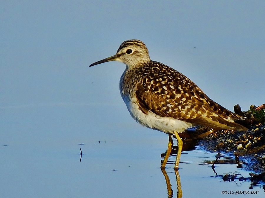 Wood Sandpiper